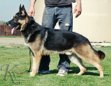 trained German Shepherd  dog for sale