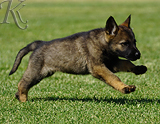 german shepherd puppy for sale