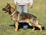 personal protection german shepherd dog for sale