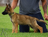 german shepherd puppy for sale