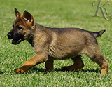 german shepherd puppy for sale