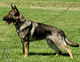 trained personal protection german shepherd dog for sale