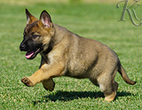 german shepherd puppy for sale