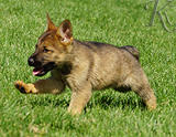 german shepherd puppy for sale