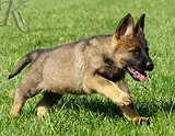 german shepherd puppy for sale