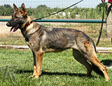 german shepherd  for sale