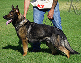 AKC registered german shepherd puppy / young adult for sale