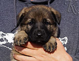 german shepherd puppy for sale