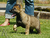 german shepherd puppy for sale