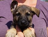 german shepherd puppy for sale