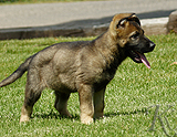 german shepherd puppy for sale