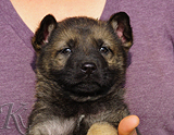 german shepherd puppy for sale