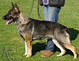 AKC registerd family companion german shepherd for sale