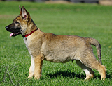 german shepherd puppy for sale