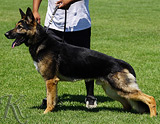 AKC registered trained personal protection german shepherd dog for sale