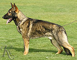 trained personal protection german shepherd dog for sale