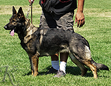 german shepherd dog breeding female