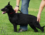 german shepherd puppy for sale