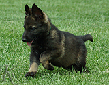 german shepherd puppy for sale