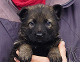 german shepherd puppy for sale