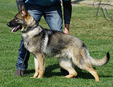 german shepherd puppy for sale