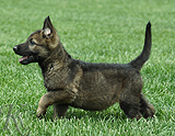 german shepherd puppy for sale