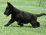 german shepherd puppy for sale