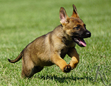 german shepherd puppy for sale