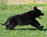 german shepherd puppy for sale