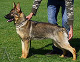 AKC registerd family companion german shepherd for sale