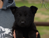 german shepherd puppy for sale