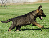 german shepherd puppy for sale