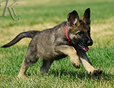 german shepherd puppy for sale