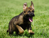 german shepherd puppy for sale