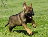 german shepherd puppy for sale