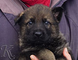 german shepherd puppy for sale