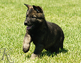 german shepherd puppy for sale