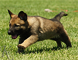 german shepherd puppy for sale