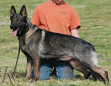 German Shepherd female Yaskia