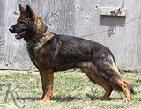 trained German Shepherd  dog for sale