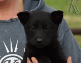 german shepherd puppy for sale