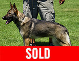 AKC registered trained personal protection german shepherd dog for sale