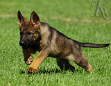 german shepherd puppy for sale