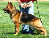 German Shepherd dog  Skotch