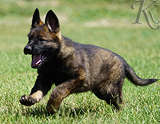 german shepherd puppy for sale