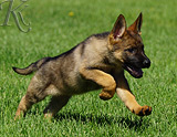 german shepherd puppy for sale