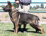 German Shepherd female Yessy Anrebri