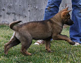 german shepherd puppy Yetta