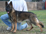 trained German Shepherd  dog for sale