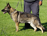 AKC registered trained personal protection german shepherd dog for sale